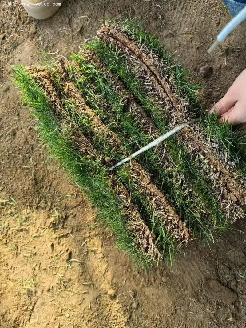 馬尼拉草坪
