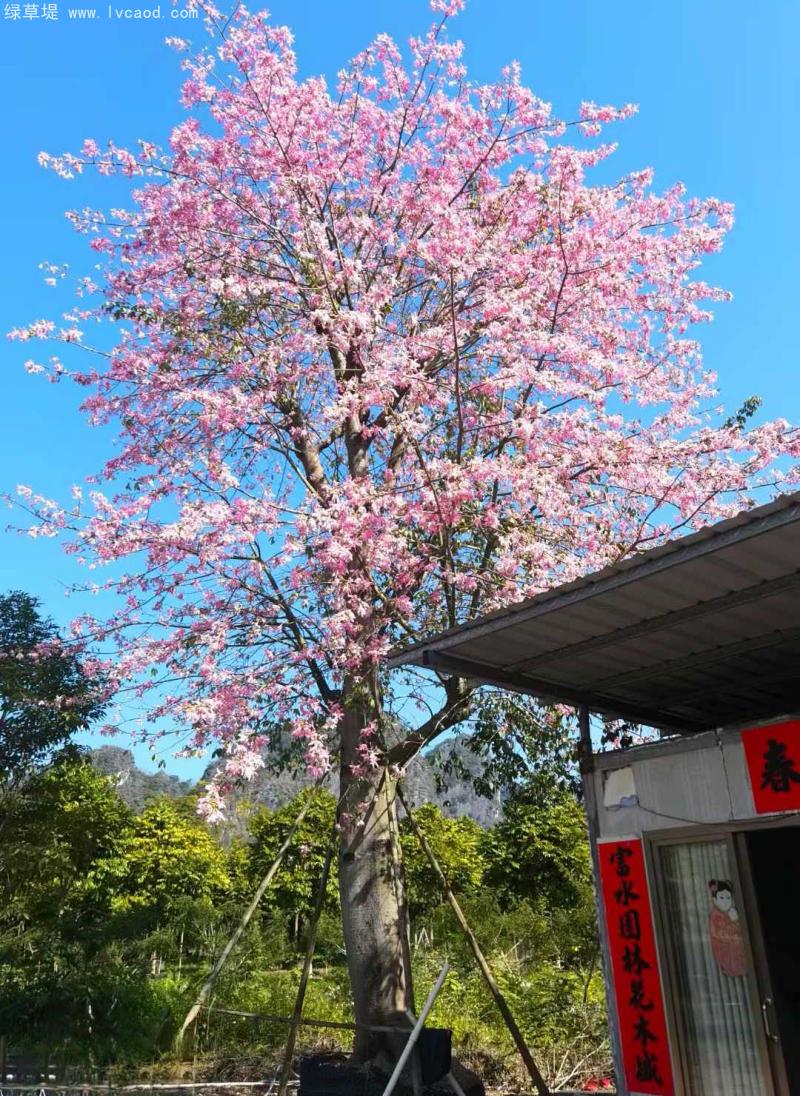 木棉花開花效果花朵