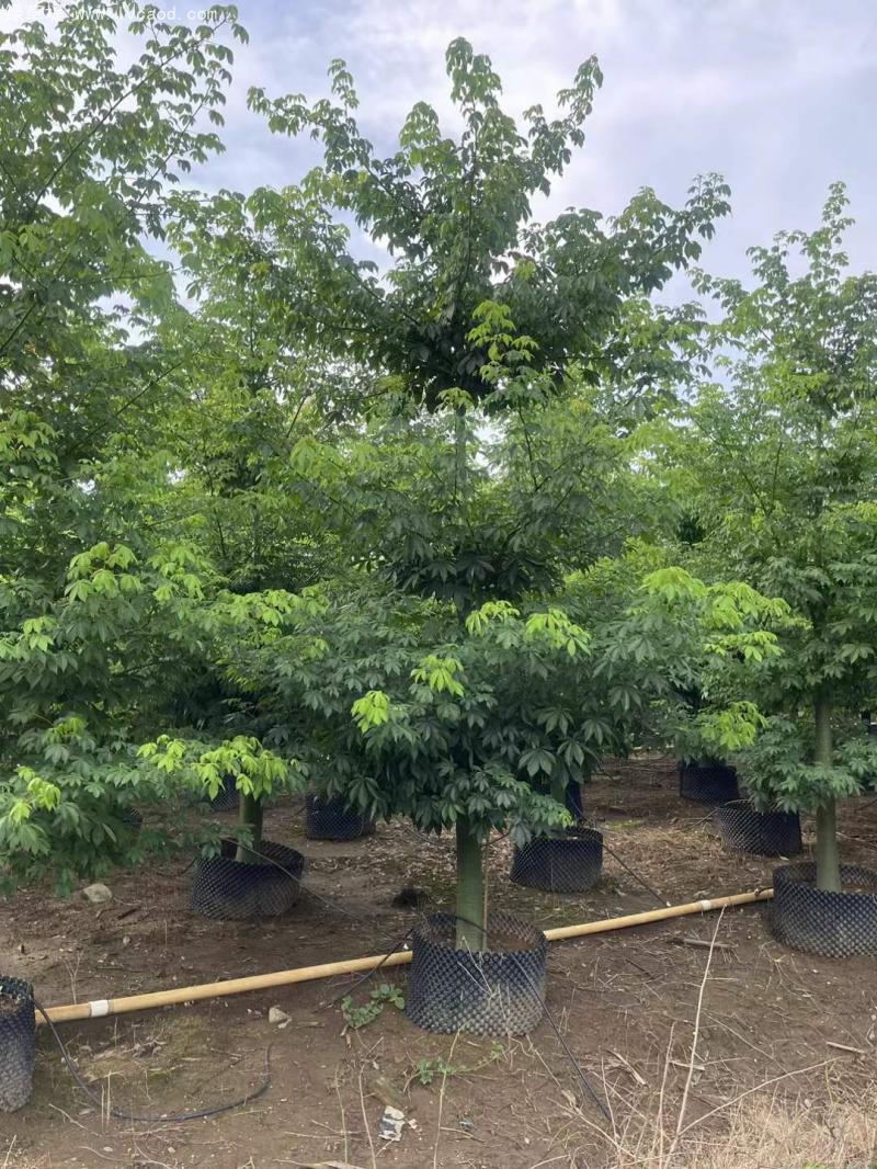 木棉樹苗