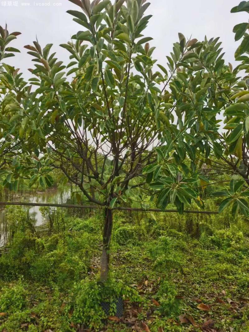 橡膠樹