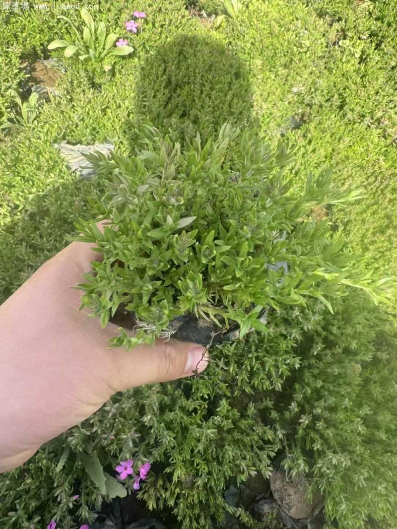 芝櫻盆栽