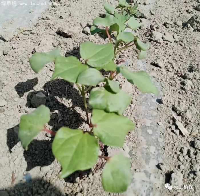 棉花葉子