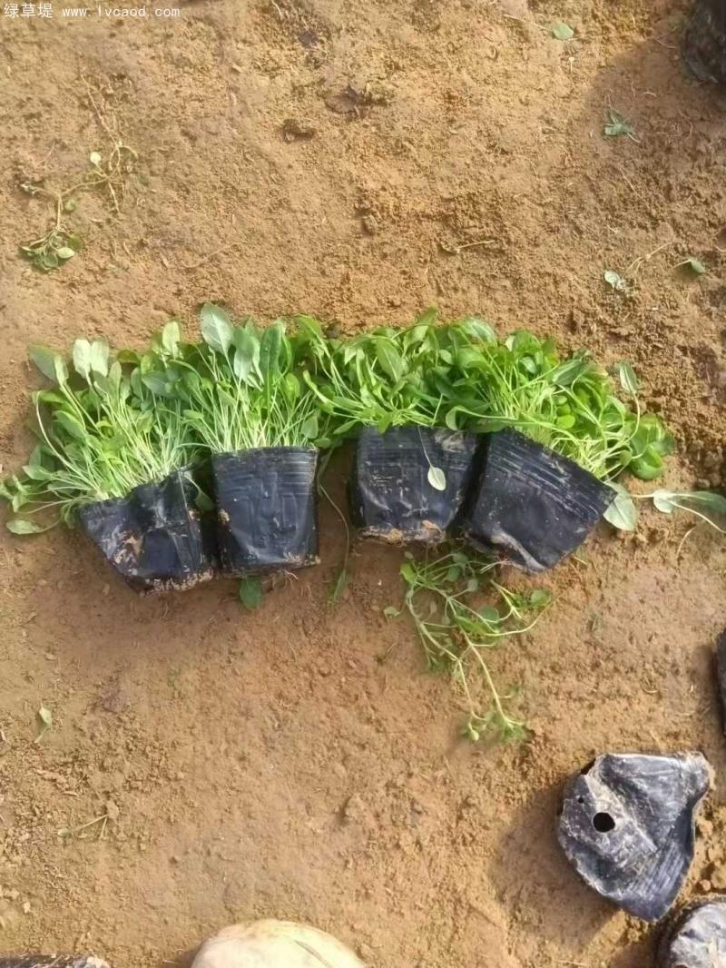 月見草盆栽