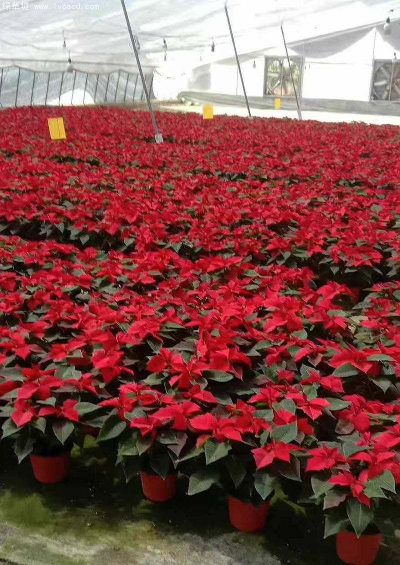 一品紅植株
