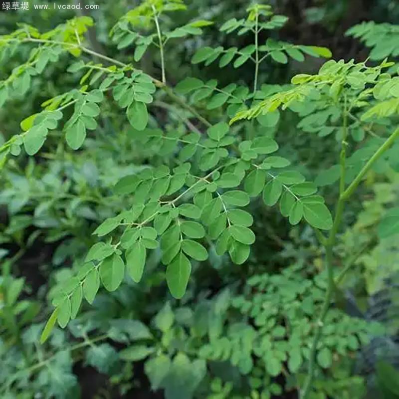 辣木樹葉