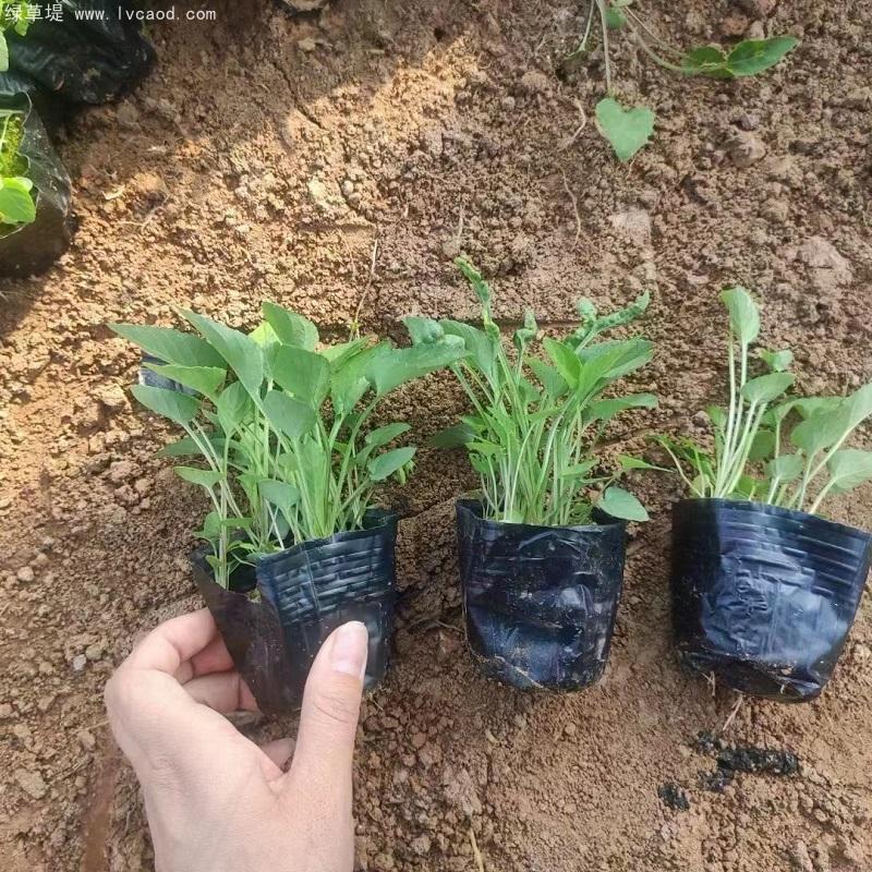紫花地丁盆栽