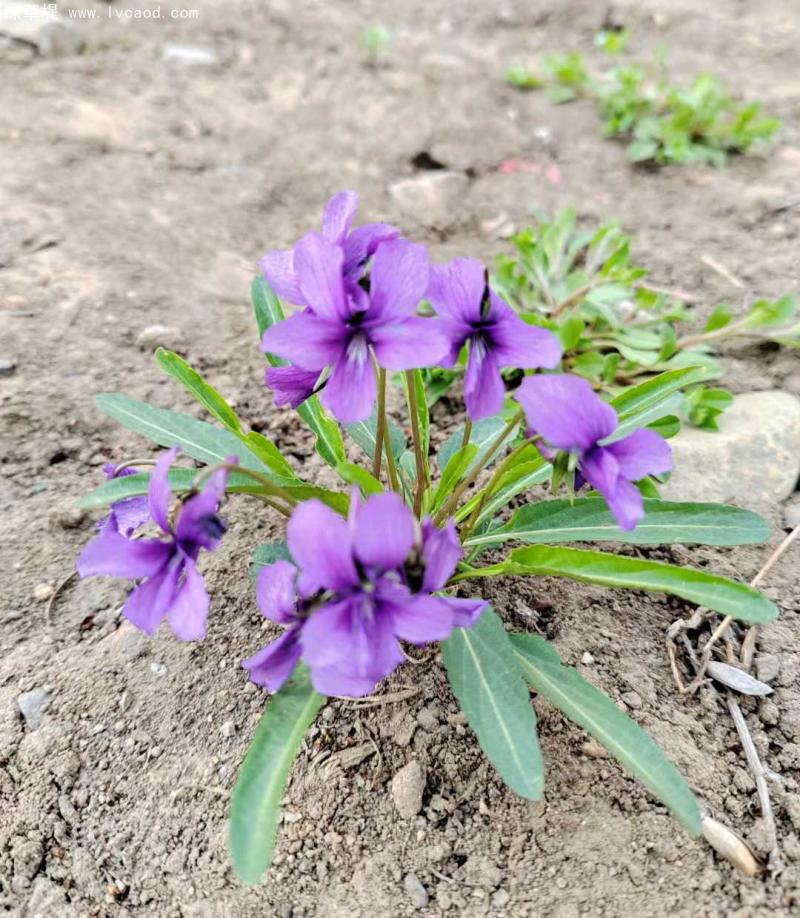 紫花地丁花朵