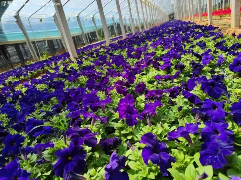 牽牛花盆栽