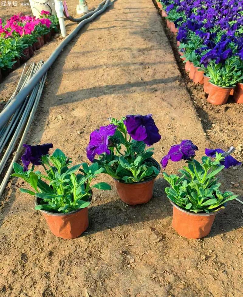 牽牛花盆栽