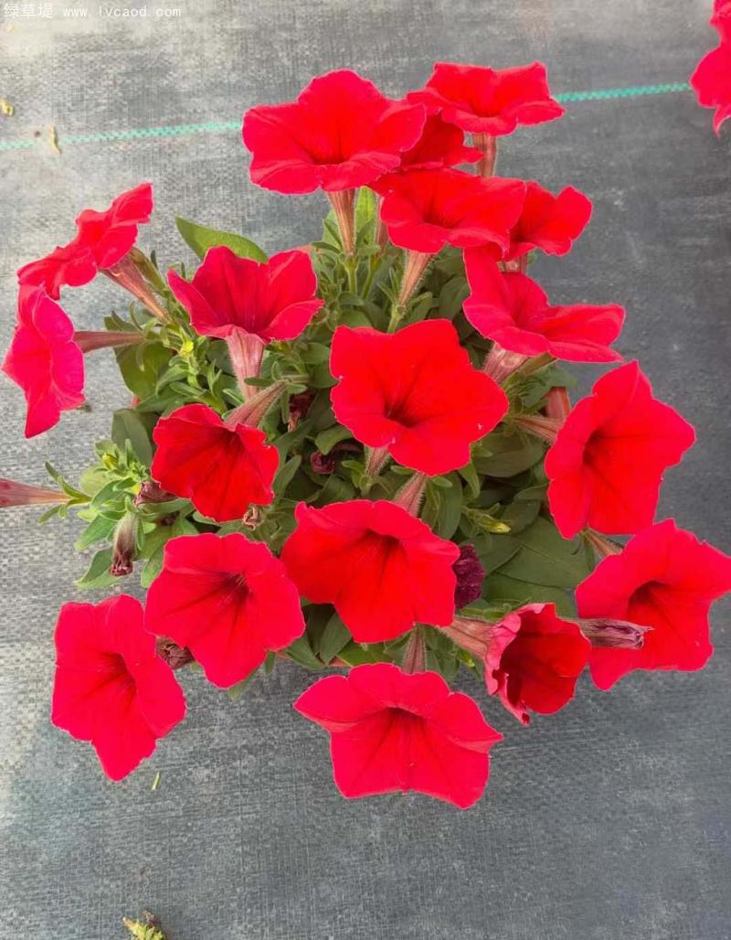 牽牛花盆栽