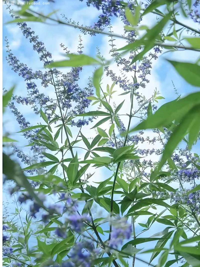 荊條葉子花朵