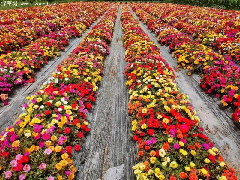 混色太陽花
