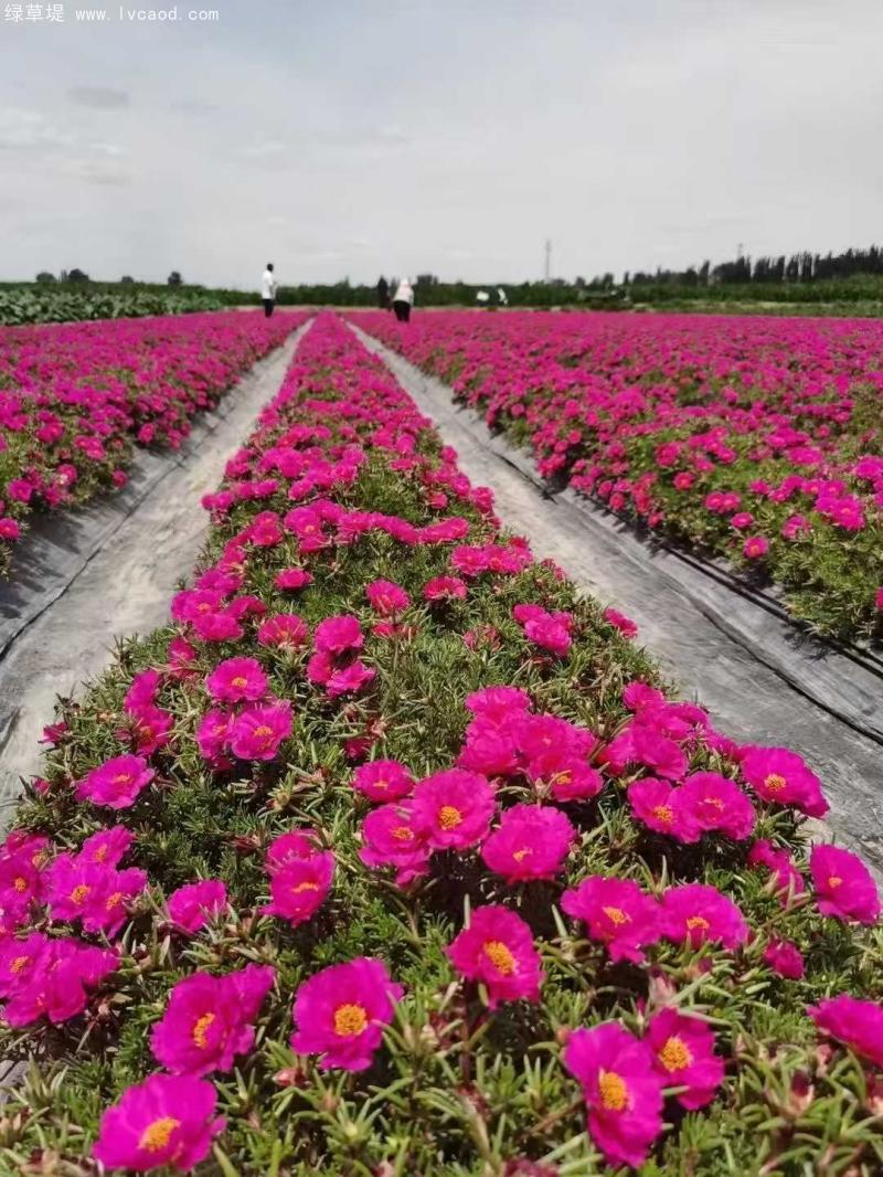 單色太陽花