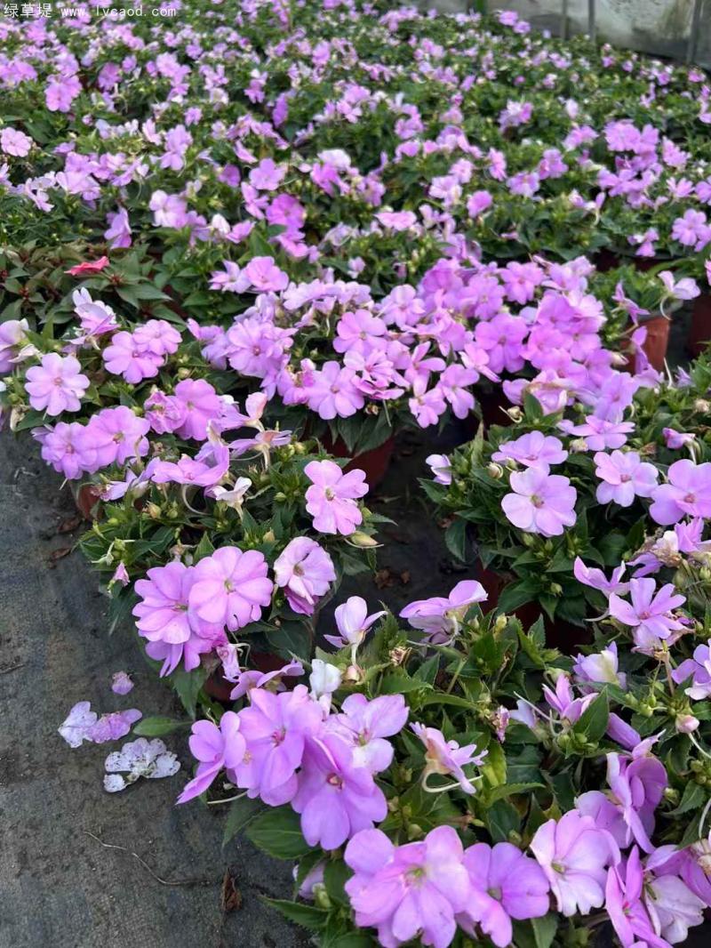 鳳仙花盆栽