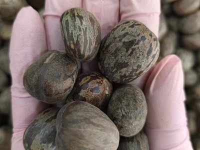 橡膠樹