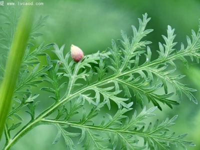 青蒿