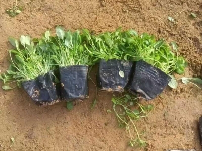 月見草盆栽