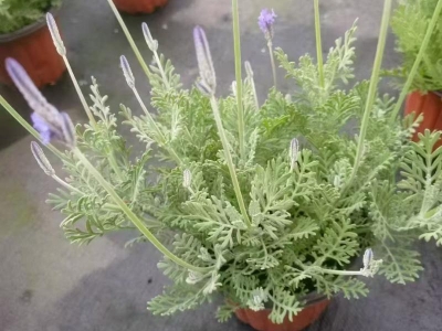 薰衣草